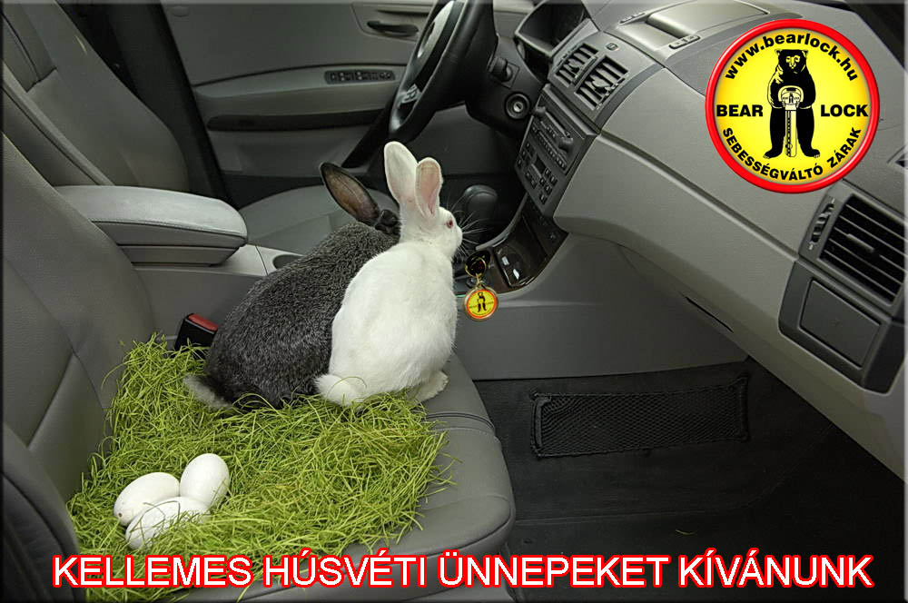 szánalmas nyuszi spam